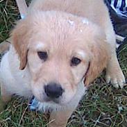 Golden retriever Spike