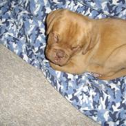 Dogue de bordeaux Møffe
