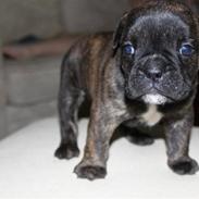 Olde english bulldogge Arnold, bullgaards