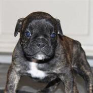 Olde english bulldogge Arnold, bullgaards