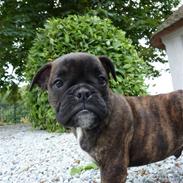 Olde english bulldogge Arnold, bullgaards