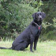 Labrador retriever Jeiko (Formel 1)