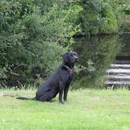 Labrador retriever Jeiko (Formel 1)