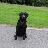 Labrador retriever Jeiko (Formel 1)