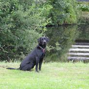 Labrador retriever Jeiko (Formel 1)