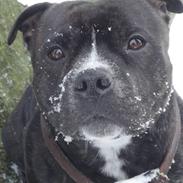 Staffordshire bull terrier *Chico*