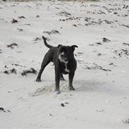 Staffordshire bull terrier *Chico*