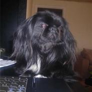 Pekingeser Hr. Gismo Thomsen