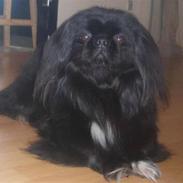 Pekingeser Hr. Gismo Thomsen