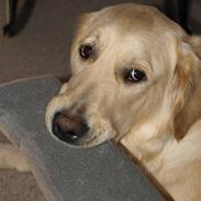 Golden retriever Lapija's Woddy d. 2