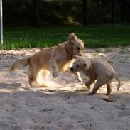 Golden retriever Lapija's Woddy d. 2