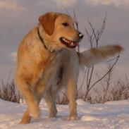 Golden retriever Lapija's Woddy d. 2