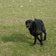 Labrador retriever Simba