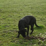 Labrador retriever Simba