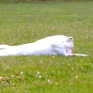 Amerikansk bulldog Tilde