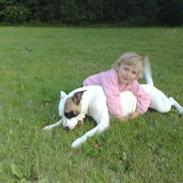 Amerikansk bulldog Tilde