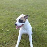 Amerikansk bulldog Tilde