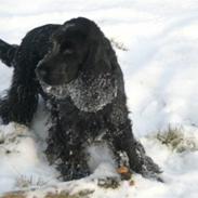 Cocker spaniel Hector