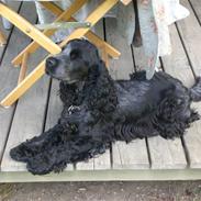 Cocker spaniel Hector