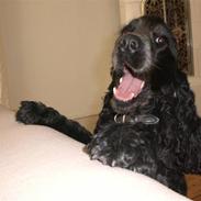 Cocker spaniel Hector