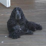 Cocker spaniel Hector