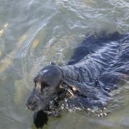 Cocker spaniel Hector