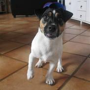 Jack russell terrier Freddi Diesel Skovgaard