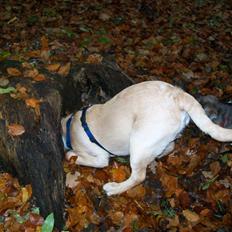 Labrador retriever Chester