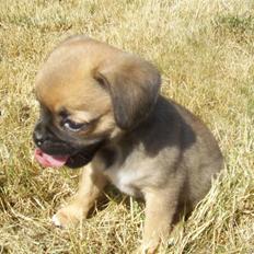 Blanding af racer Albert (Mops/chihuahua)