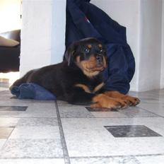 Rottweiler Zita Elvira Andersen