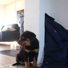 Rottweiler Zita Elvira Andersen