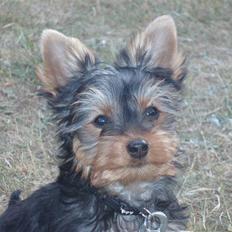 Yorkshire terrier Bibiana, kaldet BIBI