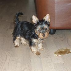 Yorkshire terrier Bibiana, kaldet BIBI