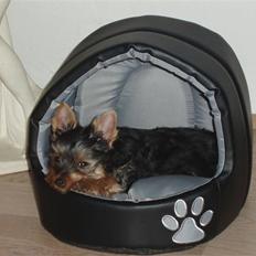 Yorkshire terrier Bibiana, kaldet BIBI