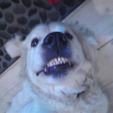 Golden retriever Mille