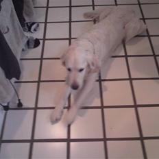 Golden retriever Mille