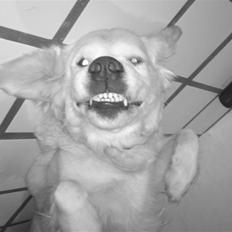 Golden retriever Mille