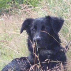 Blanding af racer Taiko