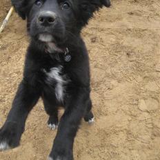 Blanding af racer Taiko