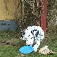 Dalmatiner Valde*himmel hund* :'(<3