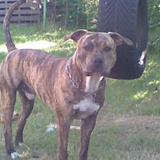 Amerikansk staffordshire terrier Ozzy (manse)