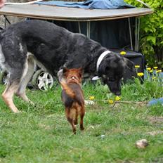 Blanding af racer Milan