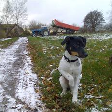 Dansk svensk gaardhund Tjørnely's Luna