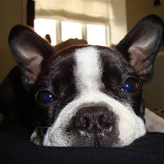 Boston terrier Nahla