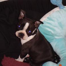 Boston terrier Nahla