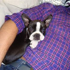 Boston terrier Nahla