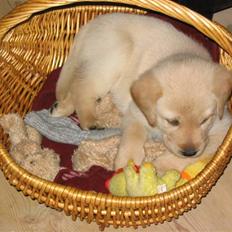 Blanding af racer Nanna