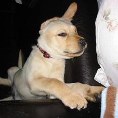 Blanding af racer Nanna