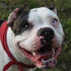 Amerikansk bulldog Margrethelund´s Chalou