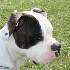 Amerikansk bulldog Margrethelund´s Chalou